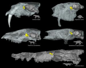 Differences in the endocast of the olfactory bulb in five iconic extinct mammals. The endocast of the olfactory bulb is shown in yellow, while the rest of the brain endocast is shown in dark grey. The skulls are not shown to scale.
