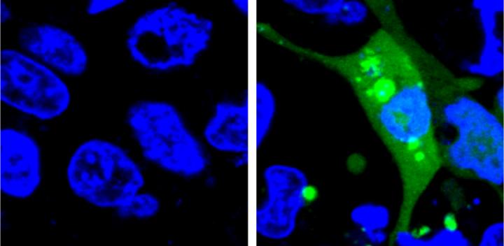 New, More Sensitive Sensor for Evaluating Drug Safety