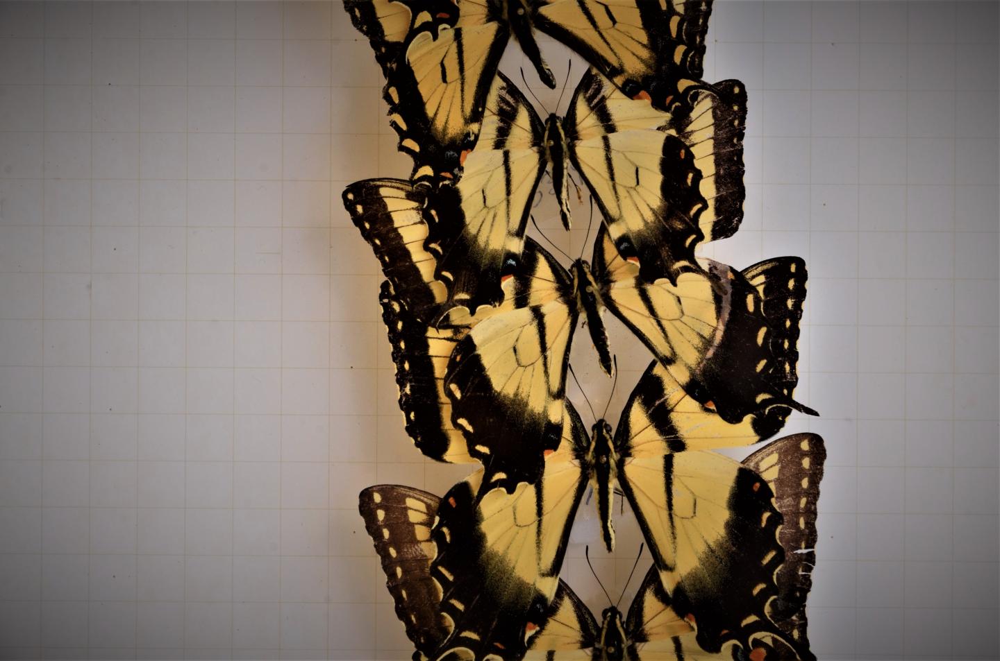 Pinned Tiger Swallowtail Butterflies