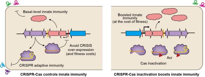 Model for layered bacterial defence orchestrated by CRISPR-Cas
