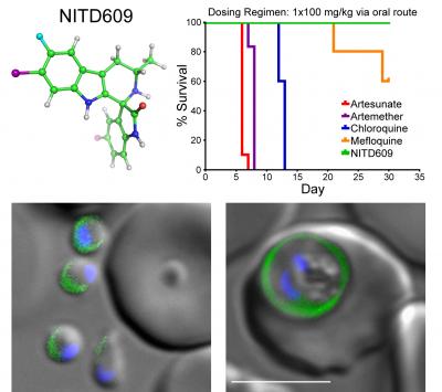 An Effective Anti-Malarial Compound, Moving Quickly