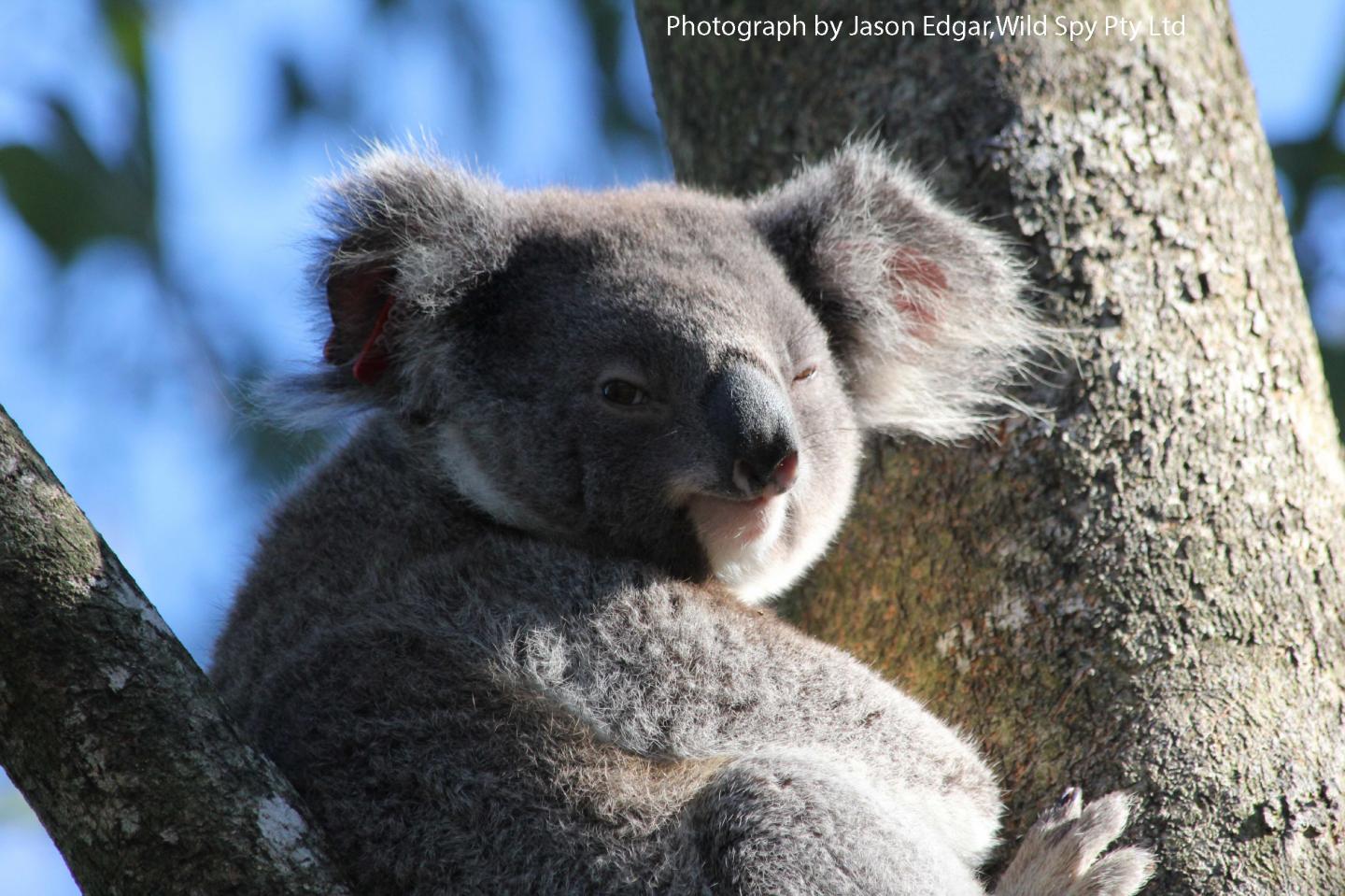 Koalas are Clever