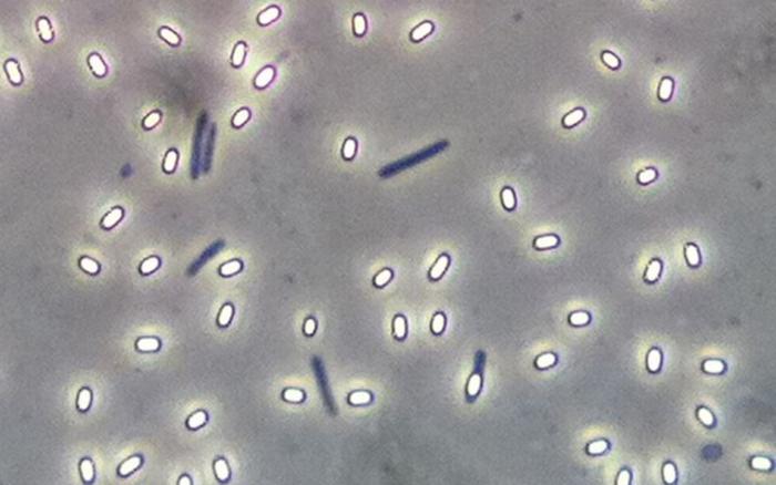Bacillus spores
