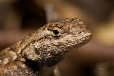 Lizard Profile