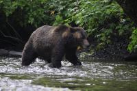Brown Bear