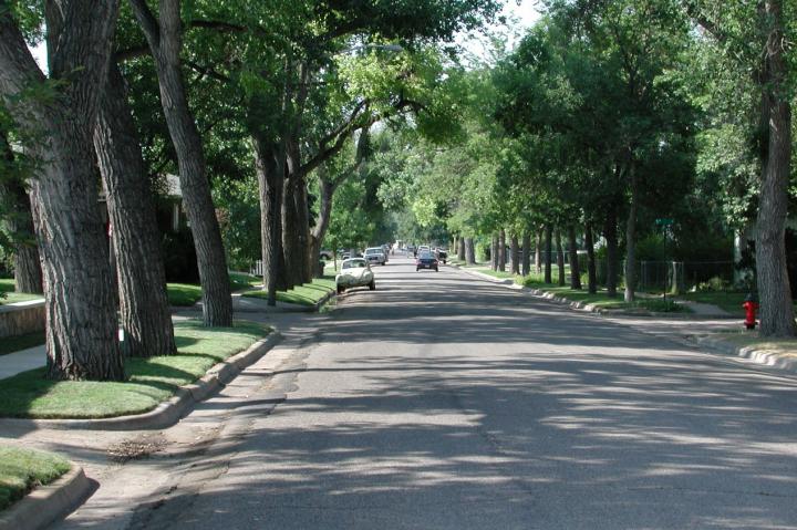 Urban Forestry: Making Room for Nature