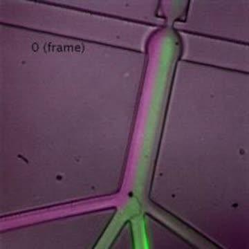 Microfluidic Mixing of Reagents