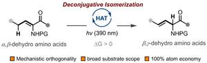 Photocatalytic Hydrogen Atom Transfer Achieves Reverse Thermodynamic Olefin Position Isomerization of α,β-Dehydroamino Acids