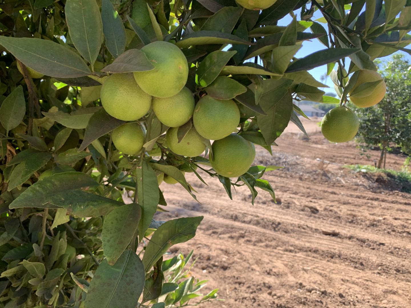 new hybrid citrus tree