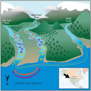 Juvenile Salmon Traverse Coast and Rivers