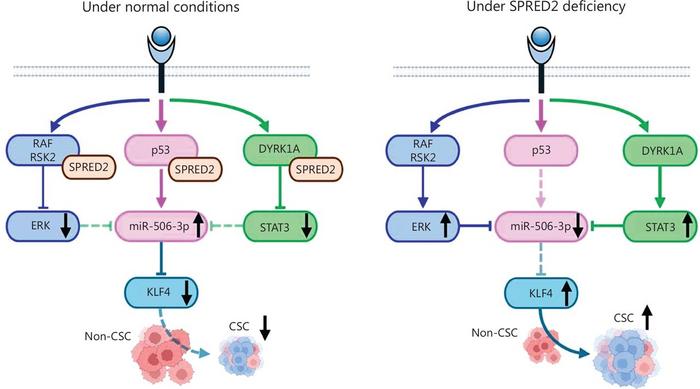 Schematic diagram indicating the mechanisms by which SPRED2 regulates the stemness of HCC cells.