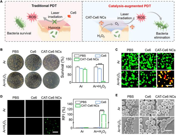 Figure 6. Photodynamic antimicrobial capability of CAT–Ce6 NCs in hypoxic condition