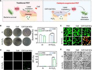 Figure 6. Photodynamic antimicrobial capability of CAT–Ce6 NCs in hypoxic condition