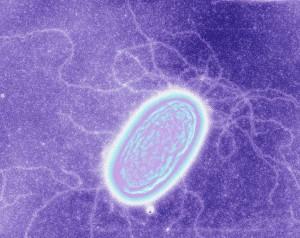 <i>Geobacter</i> Expressing Pili Filaments that Conduct Electrons