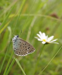 Maculinea arion (1 of 2)