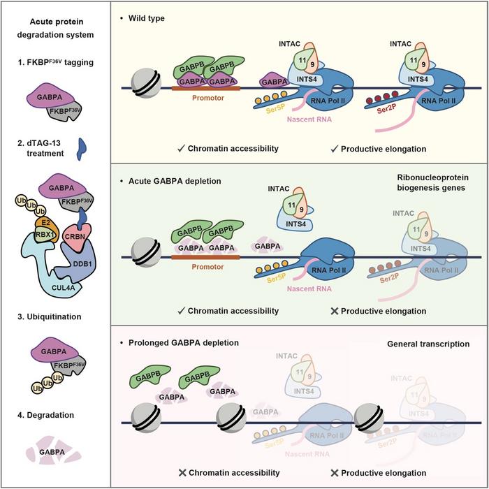 GABPA couples promoter recognition with transcriptional elongation through Integrator recruitment