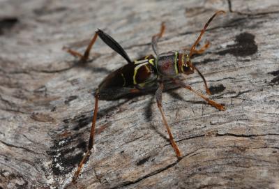 <i>Neoclytus mucronatus</i>