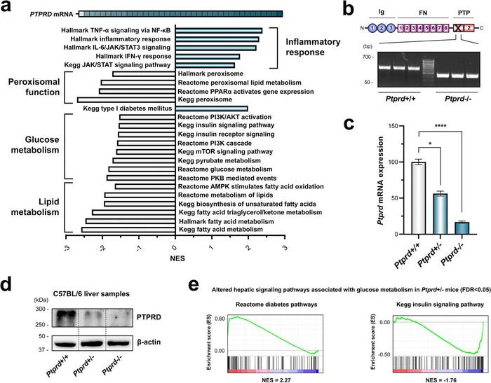 Hepatic PTPRD expression is associated with signalling pathways regulating glucose and lipid metabolism.
