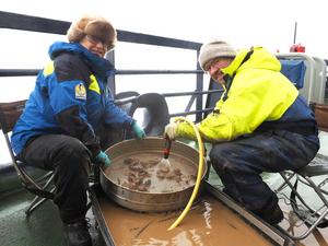Extracting otoliths