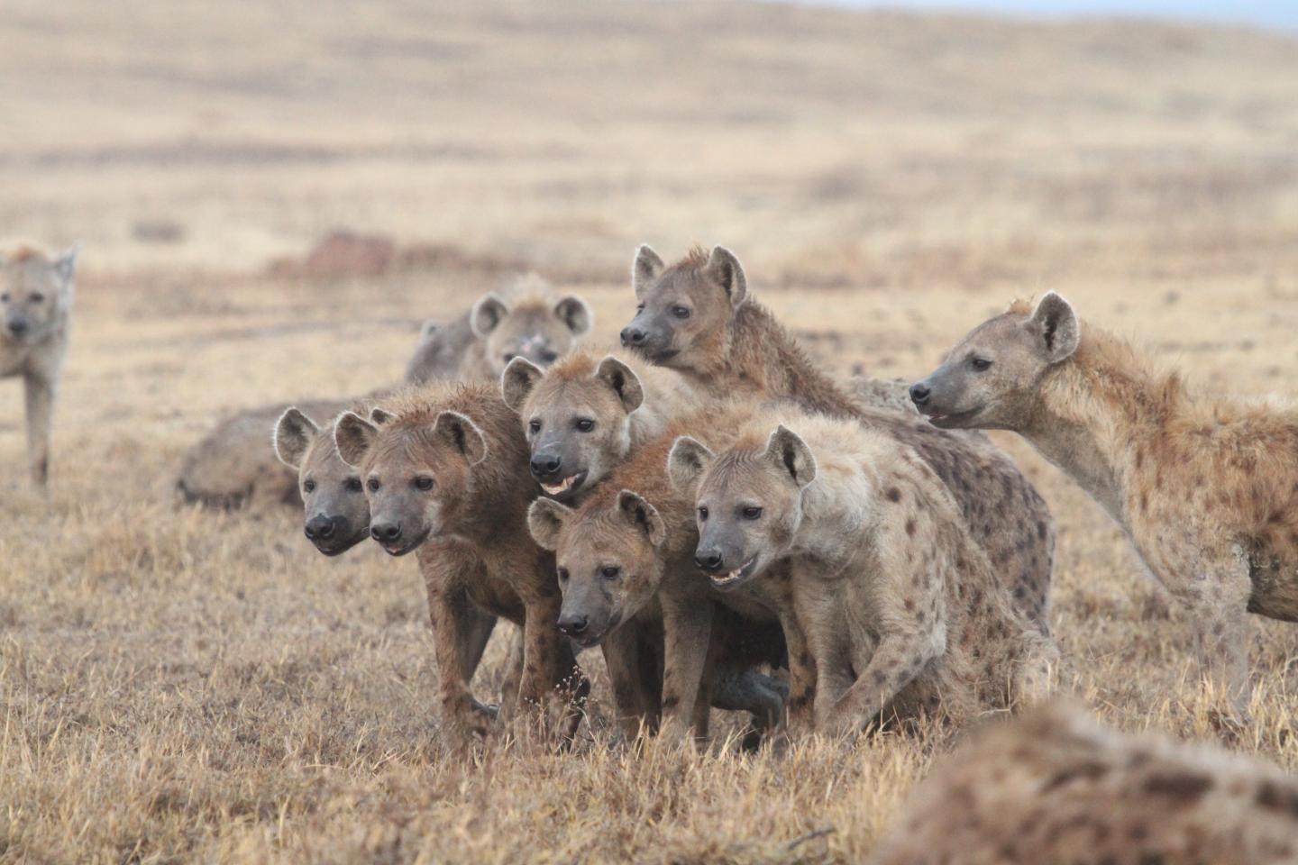 Why Some Males Choose to Breed at Home, While Others Disperse