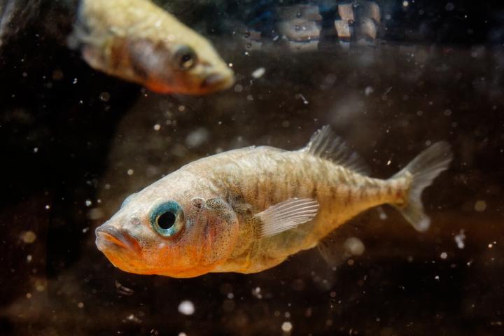 Three-Spined Stickleback Fish
