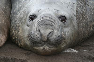 Elephant Seal