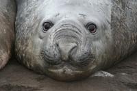 Elephant Seal