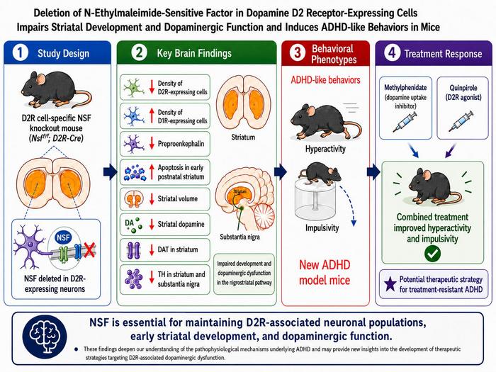 Loss of NSF disrupts brain development and leads to ADHD-like behaviors