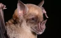 Bats