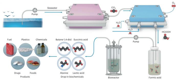 Schematic illustration of the artificial ocean carbon recycling system that captures and converts oceanic CO2 into drop-in biochemicals through decoupled electro-biocatalytic processes