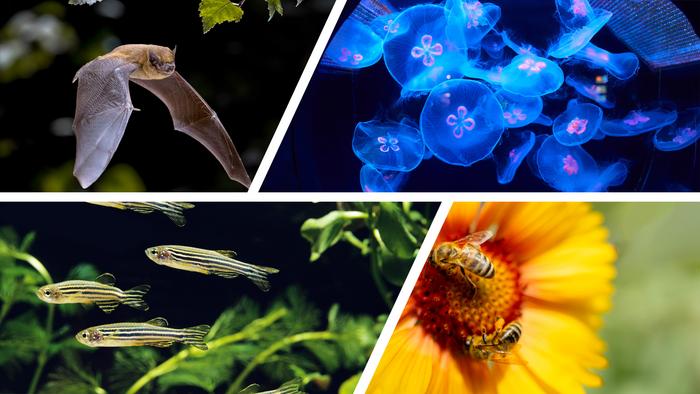 Neurobiology in Changing Ecosystems Grantees