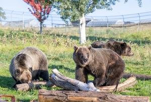 WSU Bears2