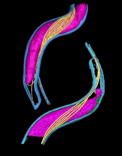 Borrelia Species