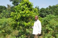Farmers Benefit from Planting Trees on Farms, and so Does the Climate