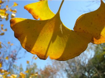 Gingkgo Biloba Leaf