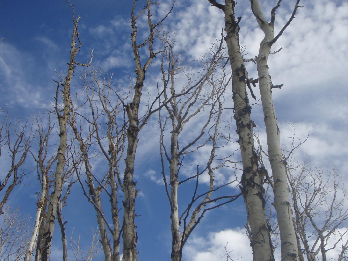 Aspens Drought