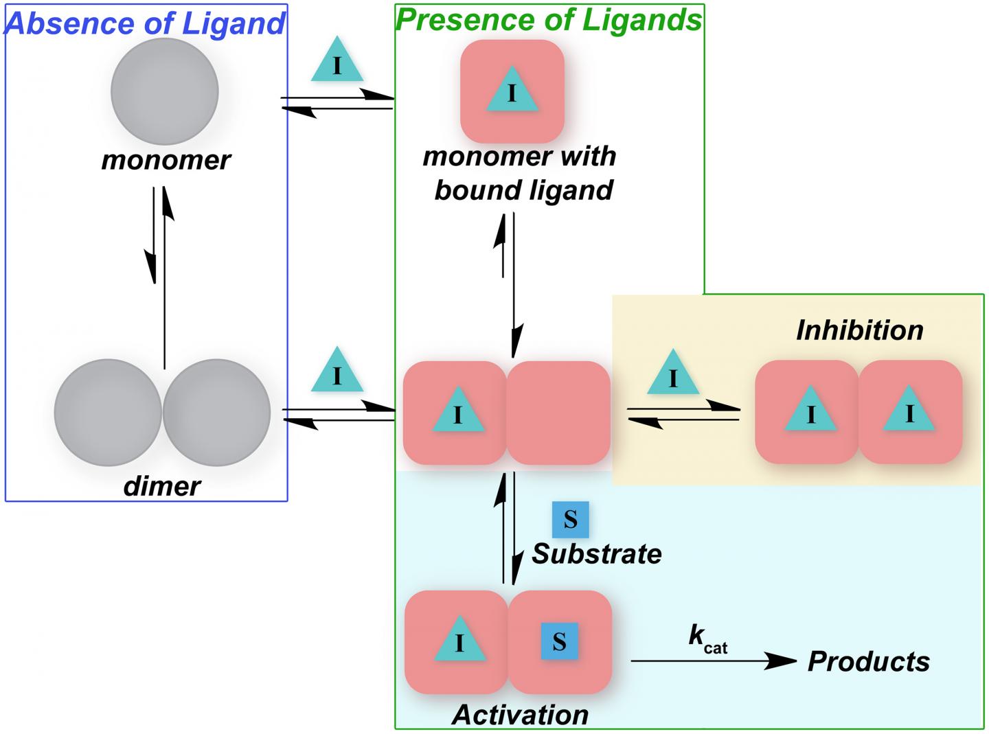 MERS Enzyme Behavior Graphic