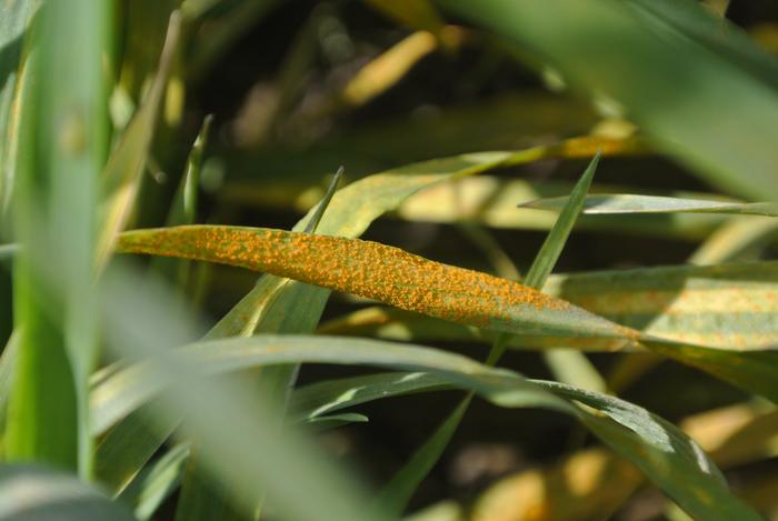 Yellow Rust