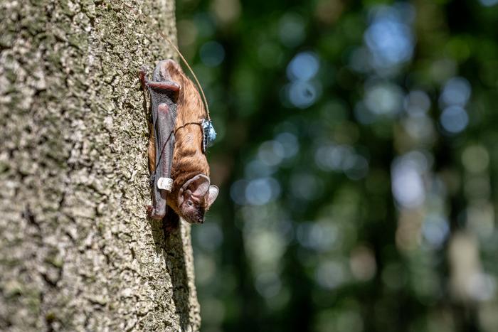 A common noctule (Nyctalus noctula) with a miniaturised transmitter