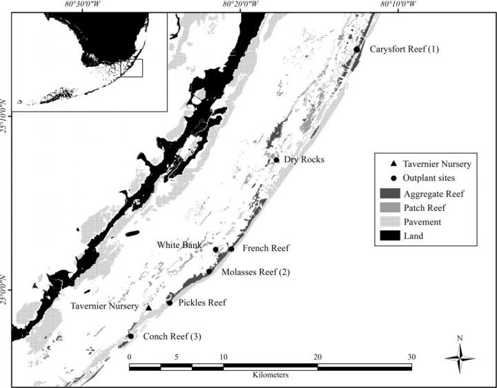 Staghorn Coral Restoration Projects Show Promise in Florida Keys
