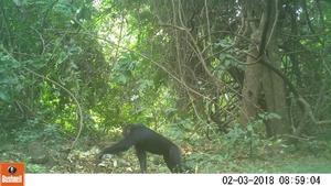 Researchers reveal the strategies of savanna chimpanzees for capturing and feeding on army ants