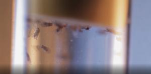 Drosophila in the lab © NeuroCure | 2470.media