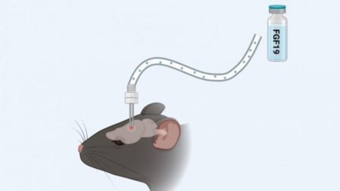 Research reveals how hormone accelerates fat burning and promotes weight loss in obese mice