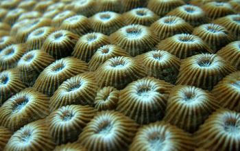 Microbiomes