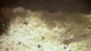 Glowing Squid