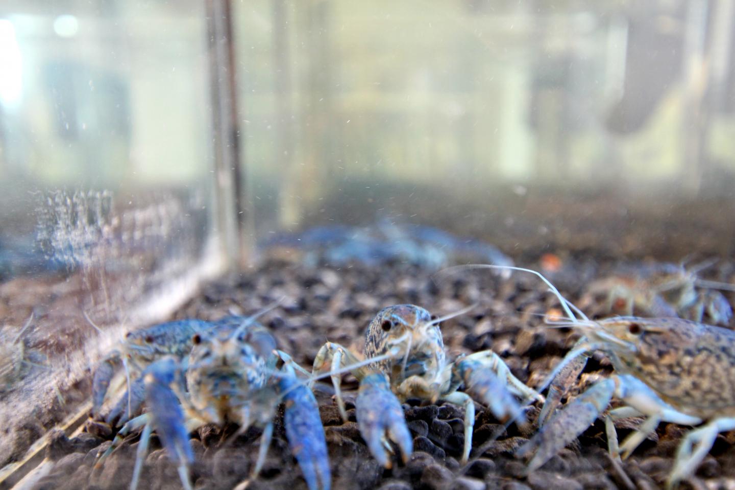Marbeled Crayfish