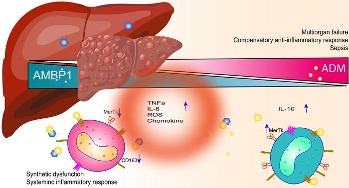Adrenomedullin as an Immunomodulator of CD14+MerTK+ Circulating Monocytes in Liver Failure Syndromes