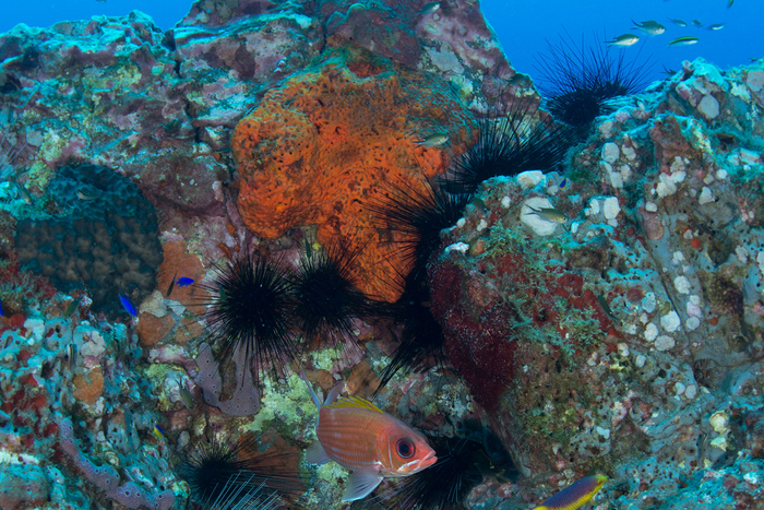 marine life at Flower Garden Banks National Marine Sanctuary