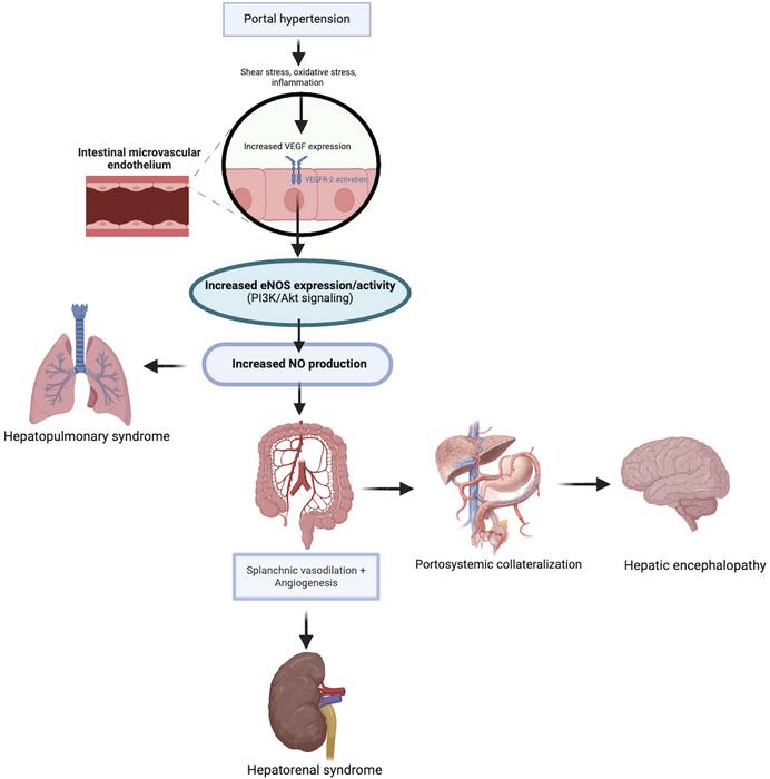 The Role of Nitric Oxide in Chronic Liver Disease