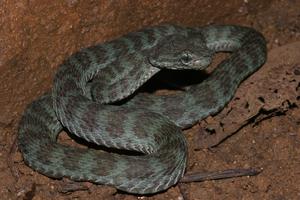 Truong Son pit viper